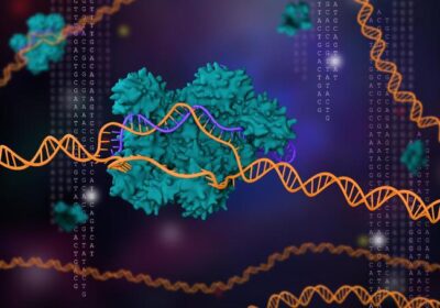 Genom szerkesztés: Az CRISPR technológia legújabb fejlesztései